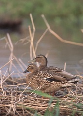 Hawaiian Duck